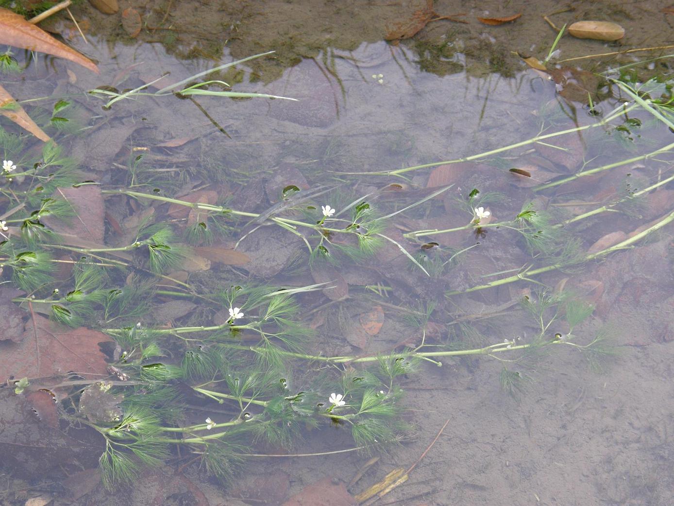 Ranunculus trichophyllus / Ranuncolo a foglie capillari